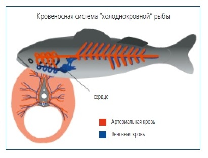 Кровеносная система холоднокровной рыбы
