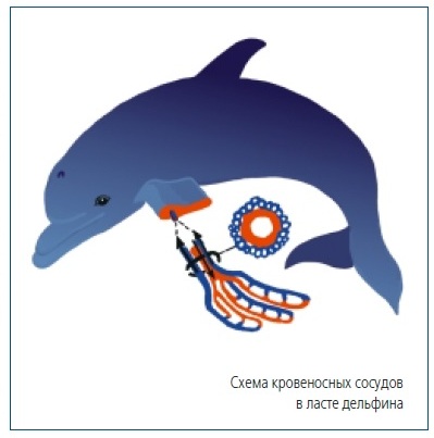 Схема кровеносных сосудов в ласте дельфина