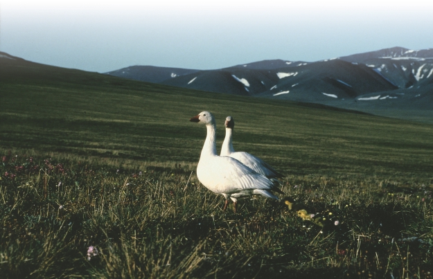 Белые гуси. Остров Врангеля