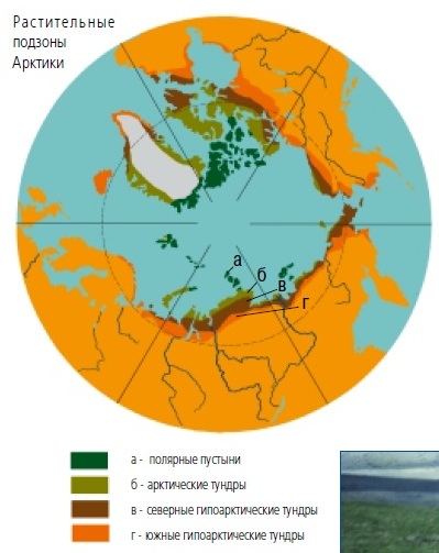 Растительные подзоны Арктики