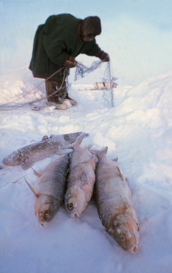 Рыболовство на Севере
