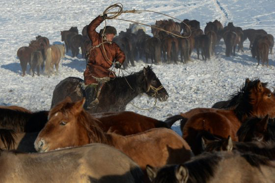 Алтайский пастух